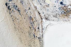 Best Black Mold Removal  in Fort Calhoun, NE